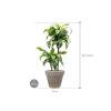 Plant in Pot Dracaena Fragrans Dorado 105 cm kamerplant in Terra Cotta Grijs 35 cm bloempot