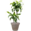 Plant in Pot Dracaena Fragrans Dorado 105 cm kamerplant in Terra Cotta Grijs 35 cm bloempot