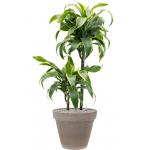 Plant in Pot Dracaena Fragrans Dorado 105 cm kamerplant in Terra Cotta Grijs 35 cm bloempot