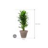 Plant in Pot Dracaena Fragrans Janet Craig 110 cm kamerplant in Terra Cotta Grijs 35 cm bloempot