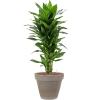Plant in Pot Dracaena Fragrans Janet Craig 110 cm kamerplant in Terra Cotta Grijs 35 cm bloempot