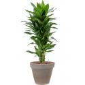 Plant in Pot Dracaena Fragrans Janet Craig 110 cm kamerplant in Terra Cotta Grijs 35 cm bloempot