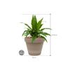 Plant in Pot Dracaena Fragrans Janet Craig 45 cm kamerplant in Terra Cotta Grijs 24 cm bloempot