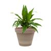 Plant in Pot Dracaena Fragrans Janet Craig 45 cm kamerplant in Terra Cotta Grijs 24 cm bloempot