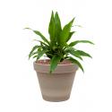 Plant in Pot Dracaena Fragrans Janet Craig 45 cm kamerplant in Terra Cotta Grijs 24 cm bloempot