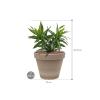 Plant in Pot Dracaena Reflexa Song of Jamaica 40 cm kamerplant in Terra Cotta Grijs 24 cm bloempot