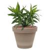 Plant in Pot Dracaena Reflexa Song of Jamaica 40 cm kamerplant in Terra Cotta Grijs 24 cm bloempot