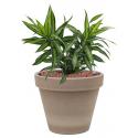 Plant in Pot Dracaena Reflexa Song of Jamaica 40 cm kamerplant in Terra Cotta Grijs 24 cm bloempot