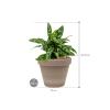Plant in Pot Aglaonema Maria 40 cm kamerplant in Terra Cotta Grijs 24 cm bloempot