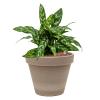 Plant in Pot Aglaonema Maria 40 cm kamerplant in Terra Cotta Grijs 24 cm bloempot