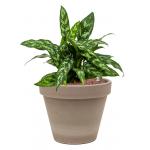 Plant in Pot Aglaonema Maria 40 cm kamerplant in Terra Cotta Grijs 24 cm bloempot