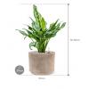 Plant in Pot Aglaonema Miss Julliete 50 cm kamerplant in Terra Cotta Grijs 20 cm bloempot