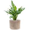 Plant in Pot Aglaonema Miss Julliete 50 cm kamerplant in Terra Cotta Grijs 20 cm bloempot