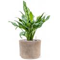 Plant in Pot Aglaonema Miss Julliete 50 cm kamerplant in Terra Cotta Grijs 20 cm bloempot