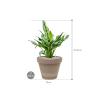 Plant in Pot Aglaonema Miss Julliete 55 cm kamerplant in Terra Cotta Grijs 24 cm bloempot