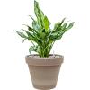 Plant in Pot Aglaonema Miss Julliete 55 cm kamerplant in Terra Cotta Grijs 24 cm bloempot