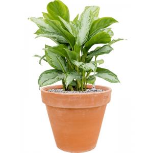 Plant in Pot Aglaonema Silver Bay 70 cm kamerplant in Terra Cotta Antiek 35 cm bloempot
