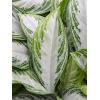 Plant in Pot Aglaonema Silver Bay 80 cm kamerplant in Terra Cotta Grijs 35 cm bloempot