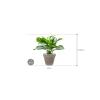 Plant in Pot Aglaonema Silver Bay 80 cm kamerplant in Terra Cotta Grijs 35 cm bloempot