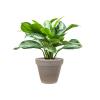 Plant in Pot Aglaonema Silver Bay 80 cm kamerplant in Terra Cotta Grijs 35 cm bloempot