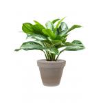 Plant in Pot Aglaonema Silver Bay 80 cm kamerplant in Terra Cotta Grijs 35 cm bloempot