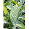 Plant in Pot Aglaonema Stripes 60 cm kamerplant in Terra Cotta Grijs 31 cm bloempot