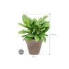 Plant in Pot Aglaonema Stripes 60 cm kamerplant in Terra Cotta Grijs 31 cm bloempot