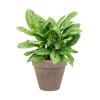 Plant in Pot Aglaonema Stripes 60 cm kamerplant in Terra Cotta Grijs 31 cm bloempot