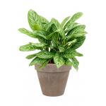 Plant in Pot Aglaonema Stripes 60 cm kamerplant in Terra Cotta Grijs 31 cm bloempot