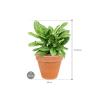 Plant in Pot Aglaonema Stripes 65 cm kamerplant in Terra Cotta Antiek 35 cm bloempot