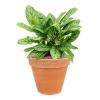 Plant in Pot Aglaonema Stripes 65 cm kamerplant in Terra Cotta Antiek 35 cm bloempot