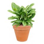 Plant in Pot Aglaonema Stripes 65 cm kamerplant in Terra Cotta Antiek 35 cm bloempot