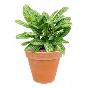 Plant in Pot Aglaonema Stripes 65 cm kamerplant in Terra Cotta Antiek 35 cm bloempot