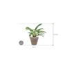 Plant in Pot Philodendron Narrow 60 cm kamerplant in Terra Cotta Grijs 31 cm bloempot