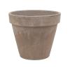 Plant in Pot Philodendron Narrow 60 cm kamerplant in Terra Cotta Grijs 31 cm bloempot