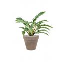 Plant in Pot Philodendron Narrow 60 cm kamerplant in Terra Cotta Grijs 31 cm bloempot