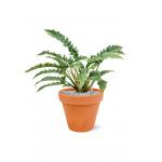Plant in Pot Philodendron Narrow 65 cm kamerplant in Terra Cotta Oranje 31 cm bloempot