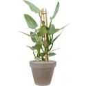 Plant in Pot Philodendron Silver Queen 100 cm kamerplant in Terra Cotta Grijs 35 cm bloempot
