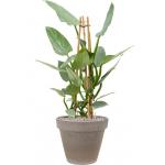 Plant in Pot Philodendron Silver Queen 100 cm kamerplant in Terra Cotta Grijs 35 cm bloempot