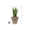 Plant in Pot Sansevieria Kirkii 50 cm kamerplant in Terra Cotta Grijs 24 cm bloempot