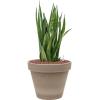 Plant in Pot Sansevieria Kirkii 50 cm kamerplant in Terra Cotta Grijs 24 cm bloempot