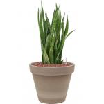 Plant in Pot Sansevieria Kirkii 50 cm kamerplant in Terra Cotta Grijs 24 cm bloempot