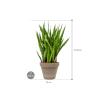 Plant in Pot Sansevieria Kirkii 65 cm kamerplant in Terra Cotta Grijs 24 cm bloempot