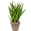 Plant in Pot Sansevieria Kirkii 65 cm kamerplant in Terra Cotta Grijs 24 cm bloempot