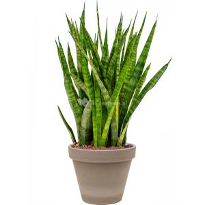 Plant in Pot Sansevieria Kirkii 65 cm kamerplant in Terra Cotta Grijs 24 cm bloempot