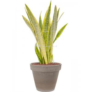 Plant in Pot Sansevieria Trifasciata Lauren 95 cm kamerplant in Terra Cotta Grijs 35 cm bloempot