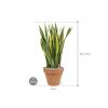 Plant in Pot Sansevieria Trifasciata Laurentii 105 cm kamerplant in Terra Cotta Antiek 40 cm bloempot