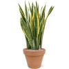 Plant in Pot Sansevieria Trifasciata Laurentii 105 cm kamerplant in Terra Cotta Antiek 40 cm bloempot