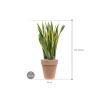 Plant in Pot Sansevieria Trifasciata Laurentii 115 cm kamerplant in Terra Cotta Antiek 36 cm bloempot