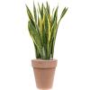 Plant in Pot Sansevieria Trifasciata Laurentii 115 cm kamerplant in Terra Cotta Antiek 36 cm bloempot